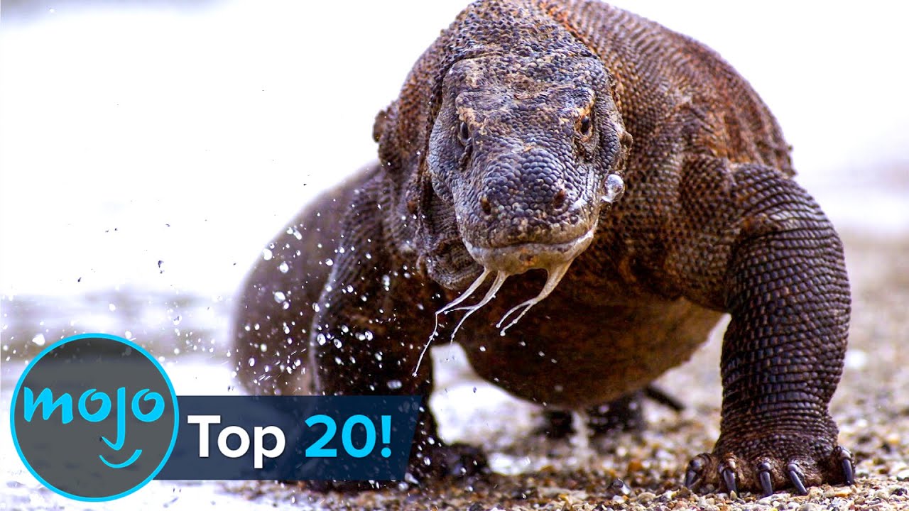Top 20 Greatest Animal Predators - Whatfinger News - Videos